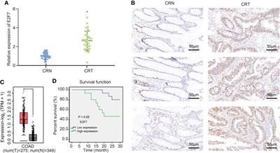 Frontiers E F Transcriptionally Inhibits Microrna B Expression To